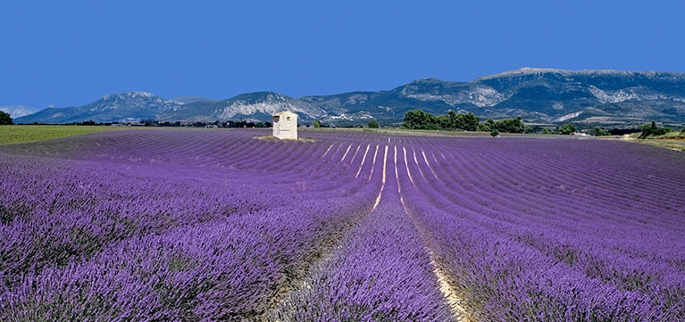 Field of lavender plants