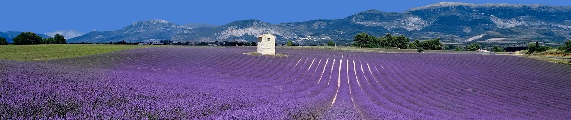 Field of lavender plants