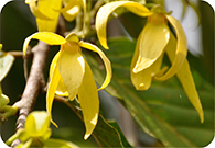 Nature Identical Essential Oils
