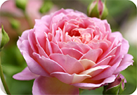 Fragrance Oils