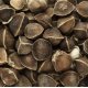 Moringa Organic Carrier Oil